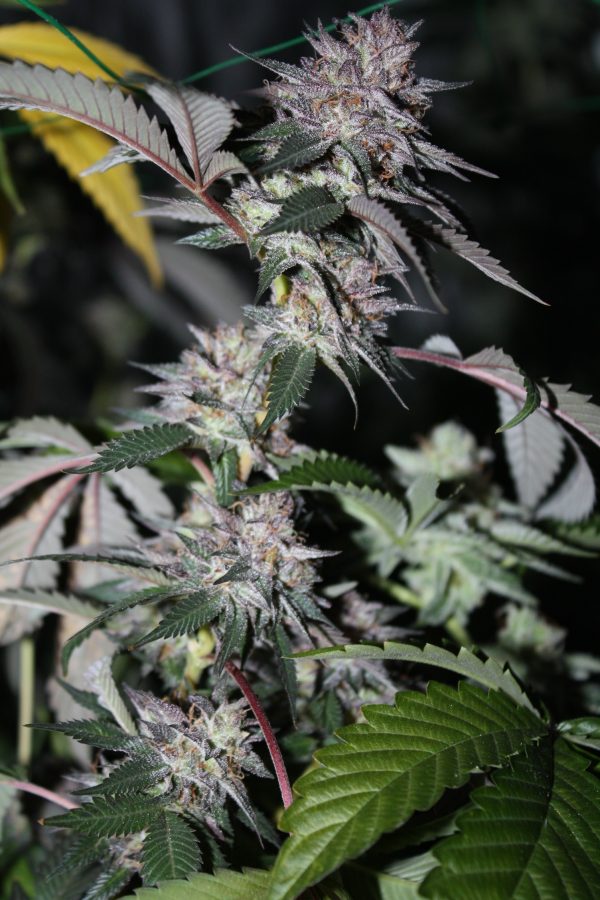 BANDAID SKUNK